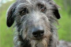 blackasknight-mercury