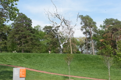 20150503_nelson13