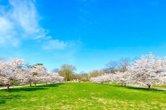 loosepark36