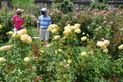 Smith Municipal Rose Garden