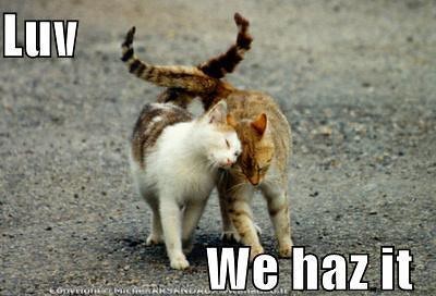 A meme with two cats snuggling. Text: “Luv We haz it”