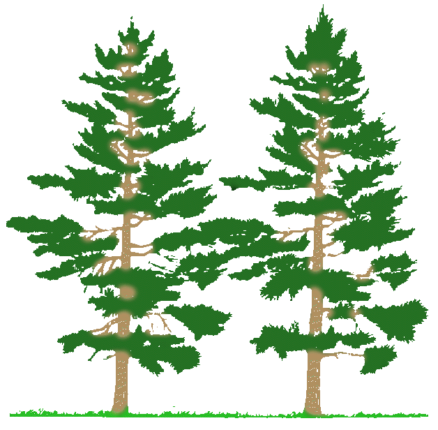 Clipart of very tall pine trees