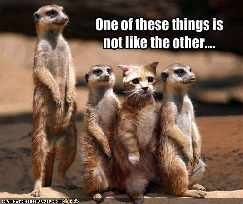 Three meercats and one marmalade tabby cat standing on their back legs. The cat blends in well. Caption says “One of these things is not like the other … ”
