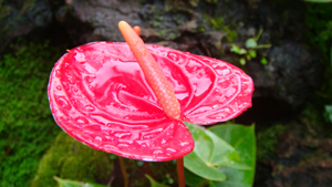 Image of an anthurium. It is hot pink, is flat like a dinner plate, and has a very long, thick stalk (called a “spadix”) jutting from its center.