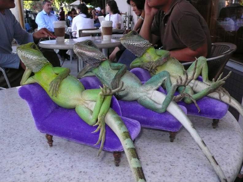 Three iguanas lounging on three tiny purple velvet chaise lounges.