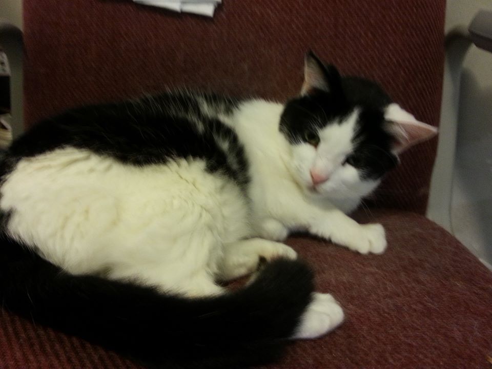 A picture of a black-and-white tuxedo cat lying on an office chair.
