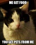 A meme graphic of a black-and-white tuxedo question with the caption “Me get food. You get pets from me.”